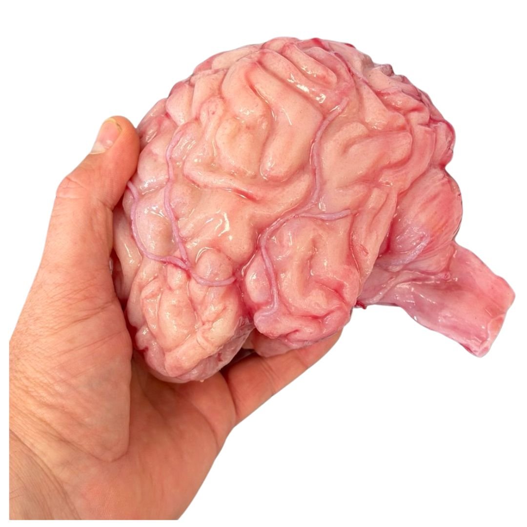 Fake Life-Size Brain - Image 2
