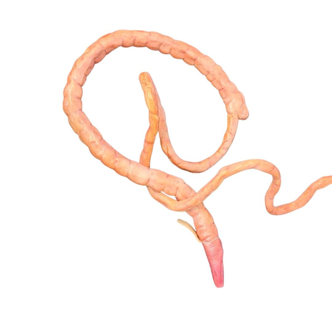 Fake Intestines - Image 2