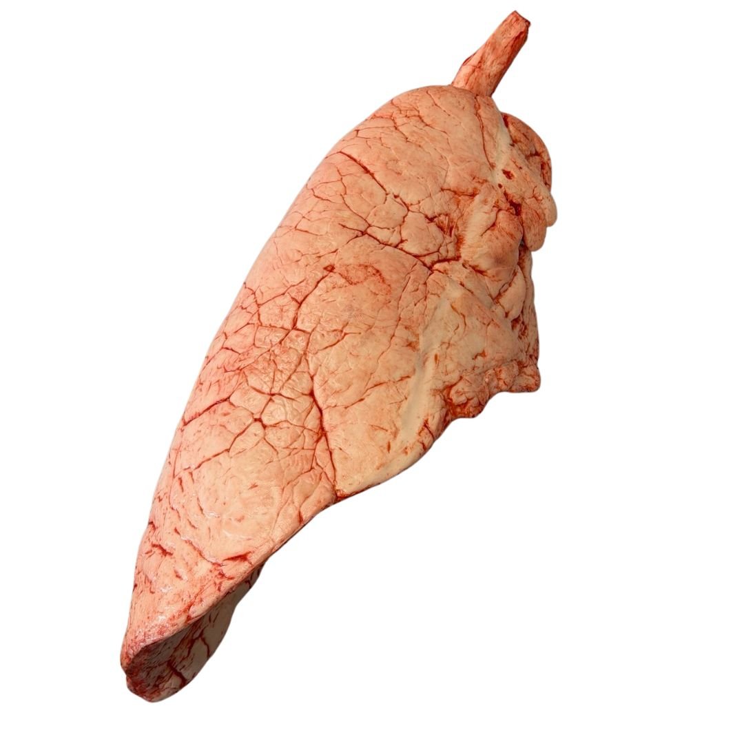 Fake Human Lungs - Image 2